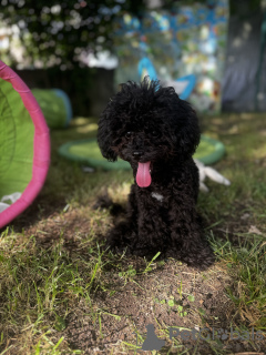 Photo №2 to announcement № 106620 for the sale of poodle (toy) - buy in Italy private announcement