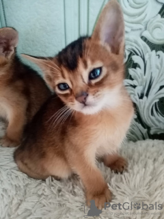 Photo №4. I will sell abyssinian cat in the city of Жлобин. private announcement, from nursery - price - 508$