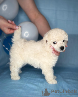 Photo №4. I will sell poodle (toy) in the city of Minsk. private announcement, from nursery, breeder - price - 1107$