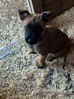 Photo №1. malinois - for sale in the city of ATH | Is free | Announcement № 176053