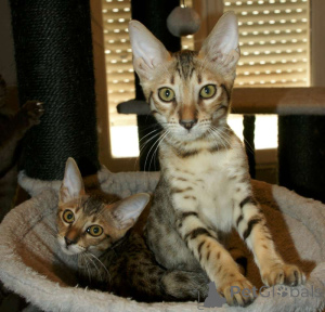 Photo №3. savannah kittens 2 males 1 female brown spotted gold. Belgium