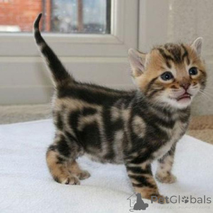 Photo №3. Bengal kittens for sale. Belgium