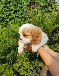 Photo №3. Cavalier King Charles Spaniel girl. Russian Federation