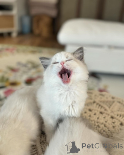 Photo №2 to announcement № 158063 for the sale of ragdoll - buy in Germany breeder