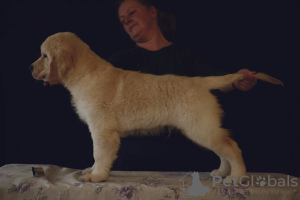 Photo №4. I will sell golden retriever in the city of St. Petersburg. breeder - price - 1000$