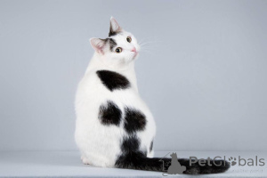 Photo №4. I will sell  in the city of Khimki. from nursery - price - Is free