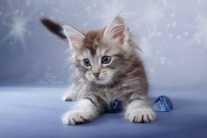 Photo №1. maine coon - for sale in the city of St. Petersburg | 335$ | Announcement № 5519