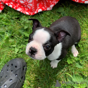 Photo №4. I will sell boston terrier in the city of Ciney. private announcement, breeder - price - 826$