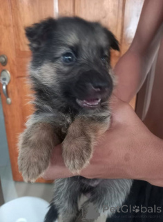 Photo №2 to announcement № 142816 for the sale of german shepherd - buy in Germany private announcement