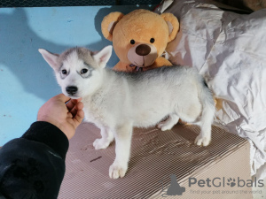 Photo №1. siberian husky - for sale in the city of Москва | negotiated | Announcement № 17607