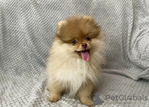 Photo №2 to announcement № 19584 for the sale of pomeranian - buy in Latvia private announcement