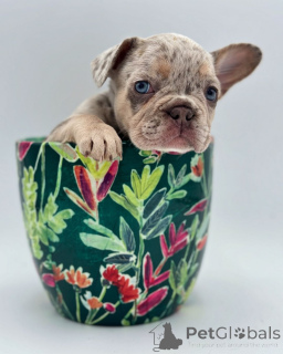 Photo №3. French Bulldog for adoption. Germany