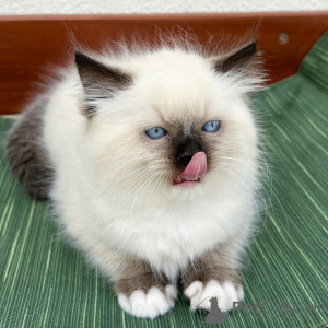 Photo №2 to announcement № 171360 for the sale of ragdoll - buy in Denmark breeder