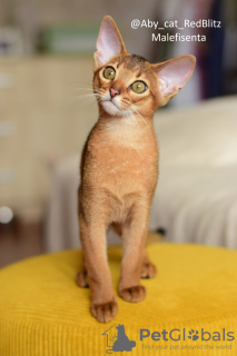 Photo №3. Abyssinian kitten girl Rudy from the cattery with documents - Malefisenta. Poland