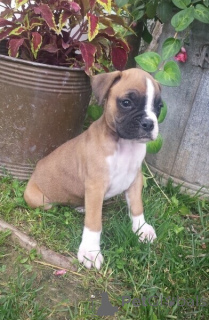 Photo №1. boxer - for sale in the city of Alken | negotiated | Announcement № 169305