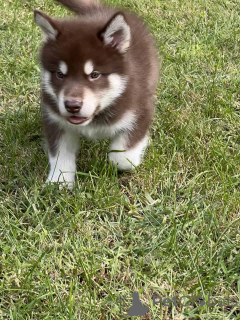 Photo №2 to announcement № 176230 for the sale of alaskan malamute - buy in United States private announcement