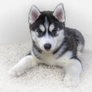 Photo №1. siberian husky - for sale in the city of Yalutorovsk | 403$ | Announcement № 894