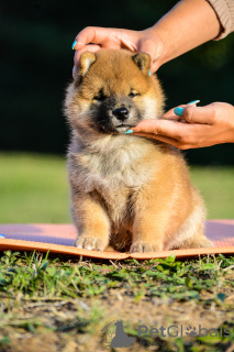 Photo №4. I will sell shiba inu in the city of Mogilyov. private announcement - price - Is free