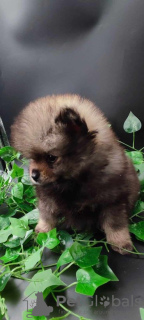 Photo №2 to announcement № 69053 for the sale of pomeranian - buy in Serbia breeder