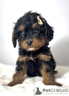 Additional photos: Cavapoo-cavapoo (Cavalier Toy Poodle)