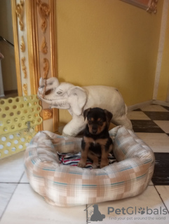 Photo №3. Puppies. Belarus