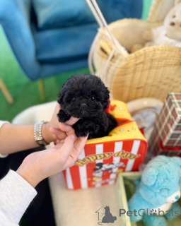 Photo №1. poodle (royal) - for sale in the city of Toronto | negotiated | Announcement № 168100