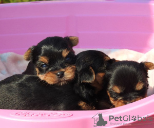 Photo №1. yorkshire terrier - for sale in the city of Gżira | negotiated | Announcement № 47607