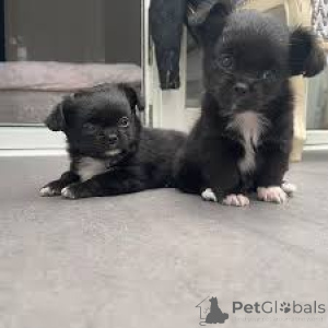 Photo №2 to announcement № 164694 for the sale of chihuahua - buy in Finland private announcement, breeder