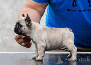 Photo №1. french bulldog - for sale in the city of Belgrade | negotiated | Announcement № 173372