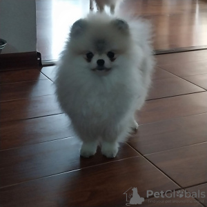 Photo №4. I will sell pomeranian in the city of Brussels. private announcement - price - negotiated