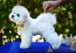 Photo №1. bichon frise - for sale in the city of Belgrade | negotiated | Announcement № 126405
