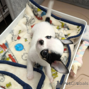 Photo №4. I will sell chihuahua in the city of Helsinki. private announcement, from the shelter - price - 516$