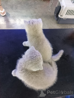 Photo №4. I will sell scottish fold in the city of Anderu. private announcement - price - 547$