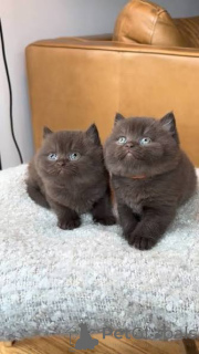 Photo №1. british shorthair - for sale in the city of Dagenham | negotiated | Announcement № 173800