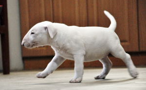 Photo №3. Bull terrier puppy. Ukraine