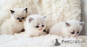 Photo №4. I will sell ragdoll in the city of Berlin. breeder - price - 188$