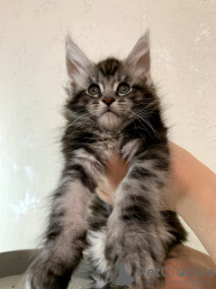 Photo №1. maine coon - for sale in the city of Москва | 800$ | Announcement № 36945