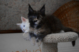 Photo №1. maine coon - for sale in the city of Pskov | Negotiated | Announcement № 4808