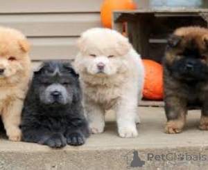 Photo №1. chow chow - for sale in the city of Berlin | negotiated | Announcement № 136797