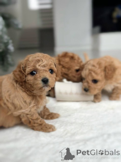 Photo №1. maltese dog - for sale in the city of Amsterdam | negotiated | Announcement № 164614