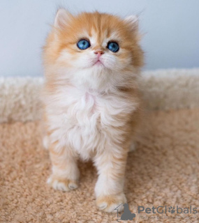 Photo №1. persian cat - for sale in the city of Yucca Valley | 232$ | Announcement № 98202