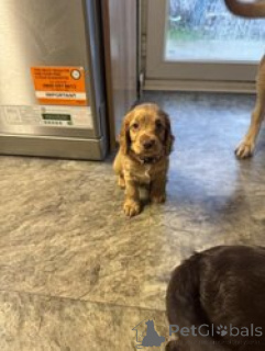 Photo №1. american cocker spaniel - for sale in the city of Bella | negotiated | Announcement № 168838