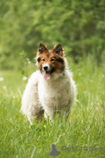 Photo №4. I will sell non-pedigree dogs in the city of Москва.  - price - Is free