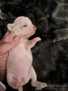 Additional photos: Chihuahua puppies