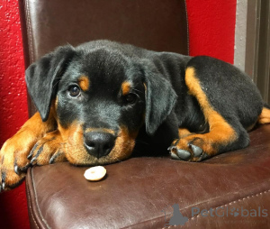 Photo №3. Sweet Rottweiler Puppies. Canada