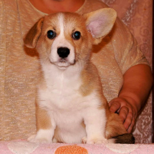 Photo №2 to announcement № 5787 for the sale of welsh corgi - buy in Russian Federation private announcement