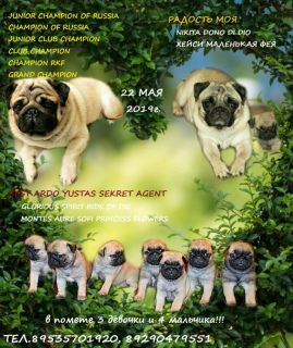 Photo №1. pug - for sale in the city of Lyskovo | 325$ | Announcement № 2606