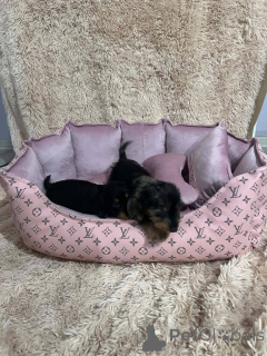Photo №4. I will sell dachshund in the city of New Garden.  - price - 310$