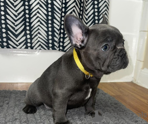 Photo №1. french bulldog - for sale in the city of Frankfurt | negotiated | Announcement № 167889