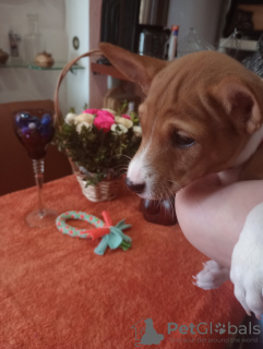 Photo №2 to announcement № 40059 for the sale of basenji - buy in Ukraine breeder